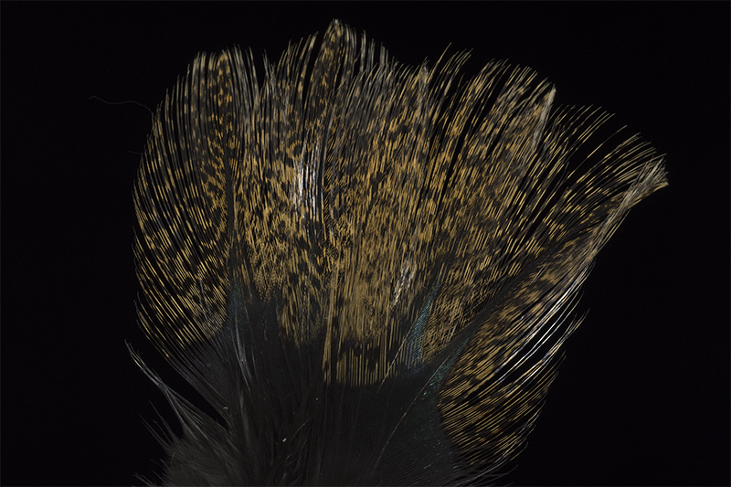 Emu feathers used in fly tying