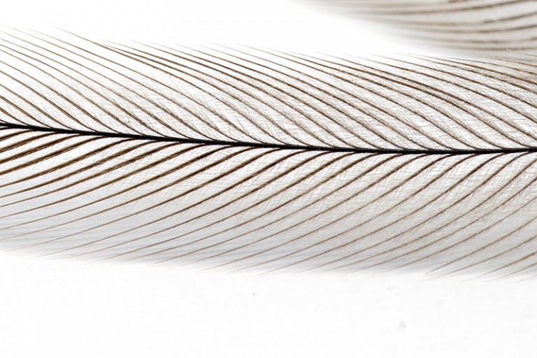 Emu Feathers Used In Fly Tying 