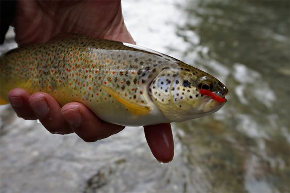 Top 5 Nymphs that we use when Fishing Season starts