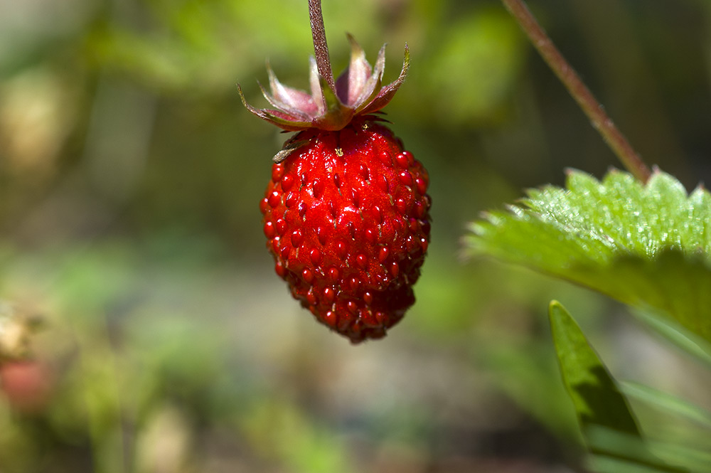 red-wild-fruits-from-Romania